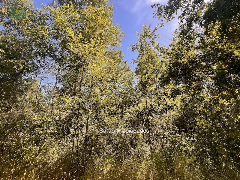 Campo en venta en Fresia — foto 10