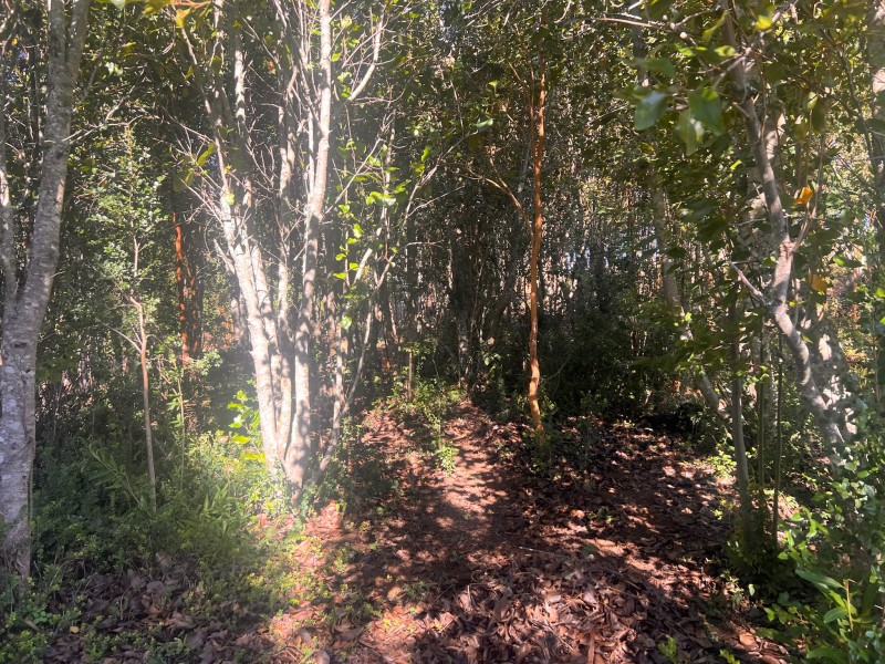 Parcela en venta en Fresia — foto 3