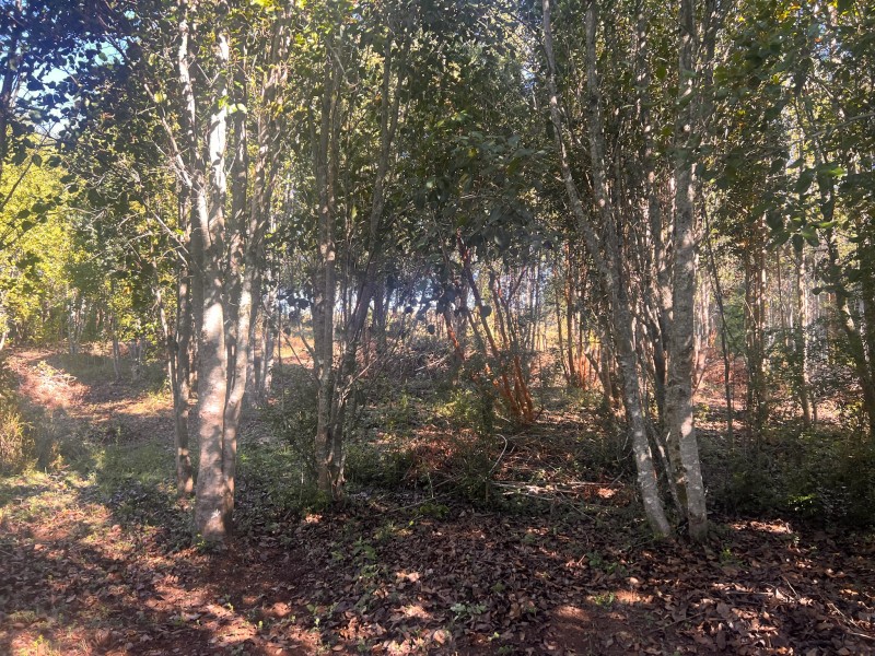 Parcela en venta en Fresia — foto 4
