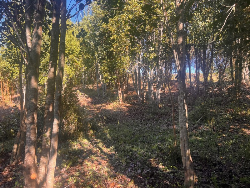 Parcela en venta en Fresia — foto 5