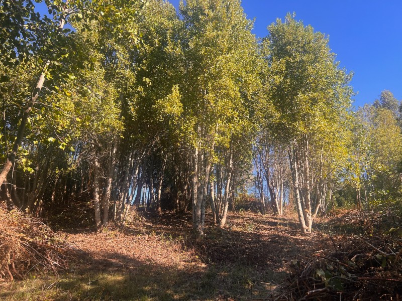 Parcela en venta en Fresia — foto 6