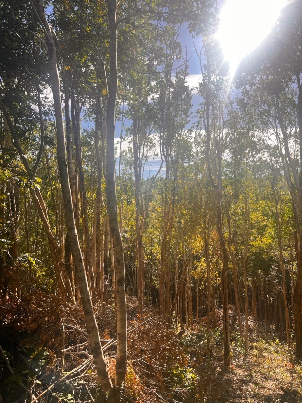 Parcela en venta en Fresia — foto 10