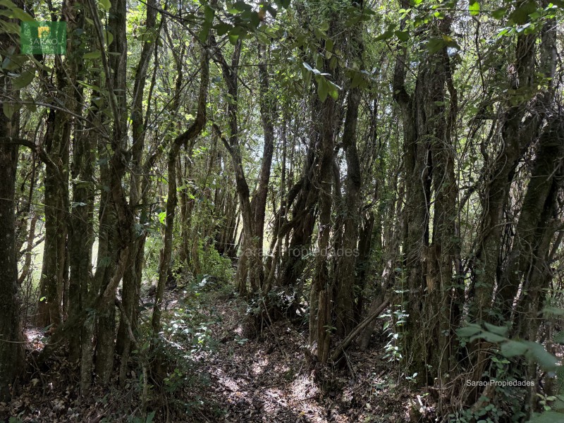 Parcela en venta en Fresia — foto 6