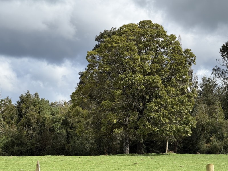Parcela en venta en Fresia — foto 7