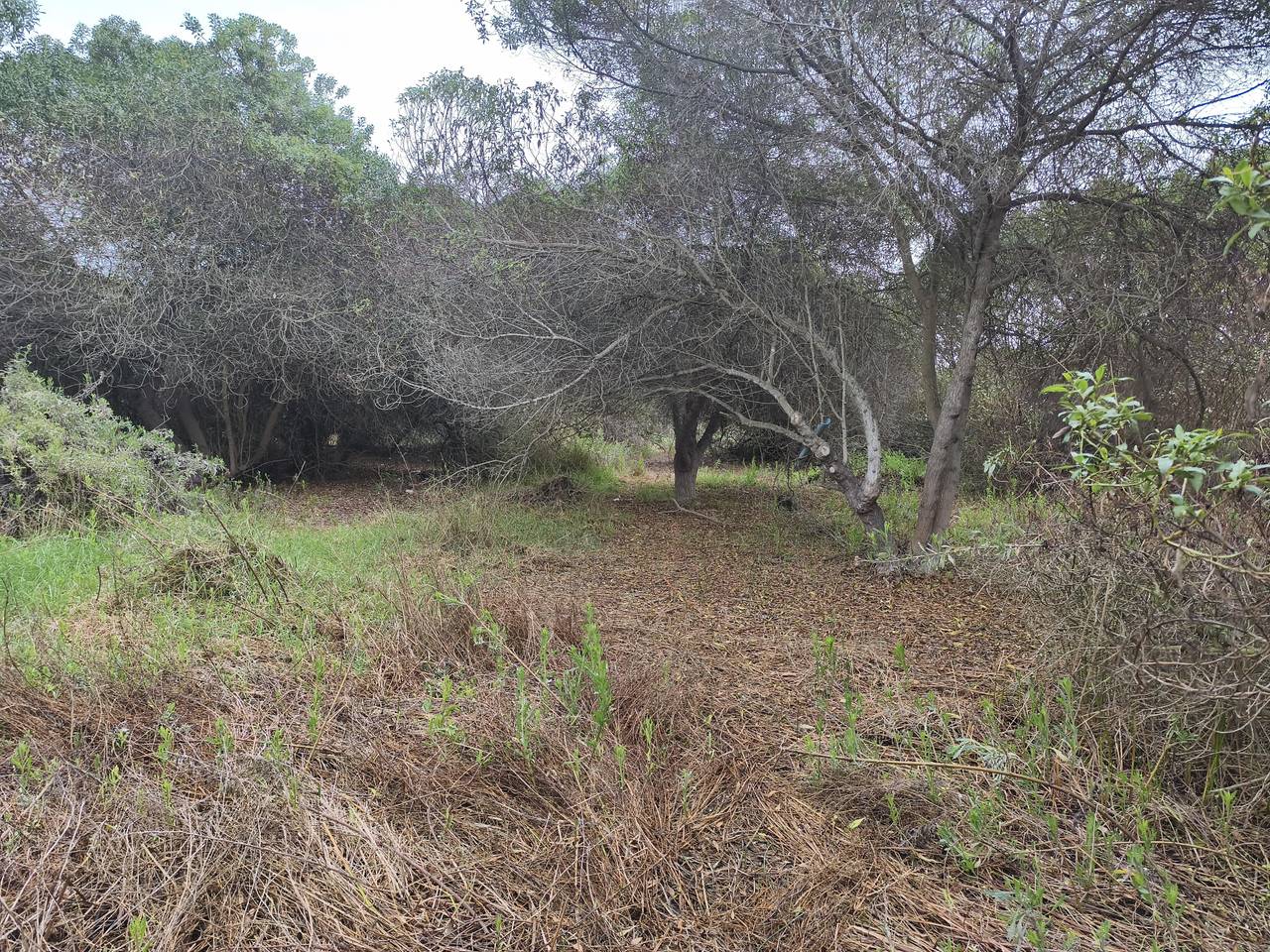 Terreno en venta en La Serena — foto 8