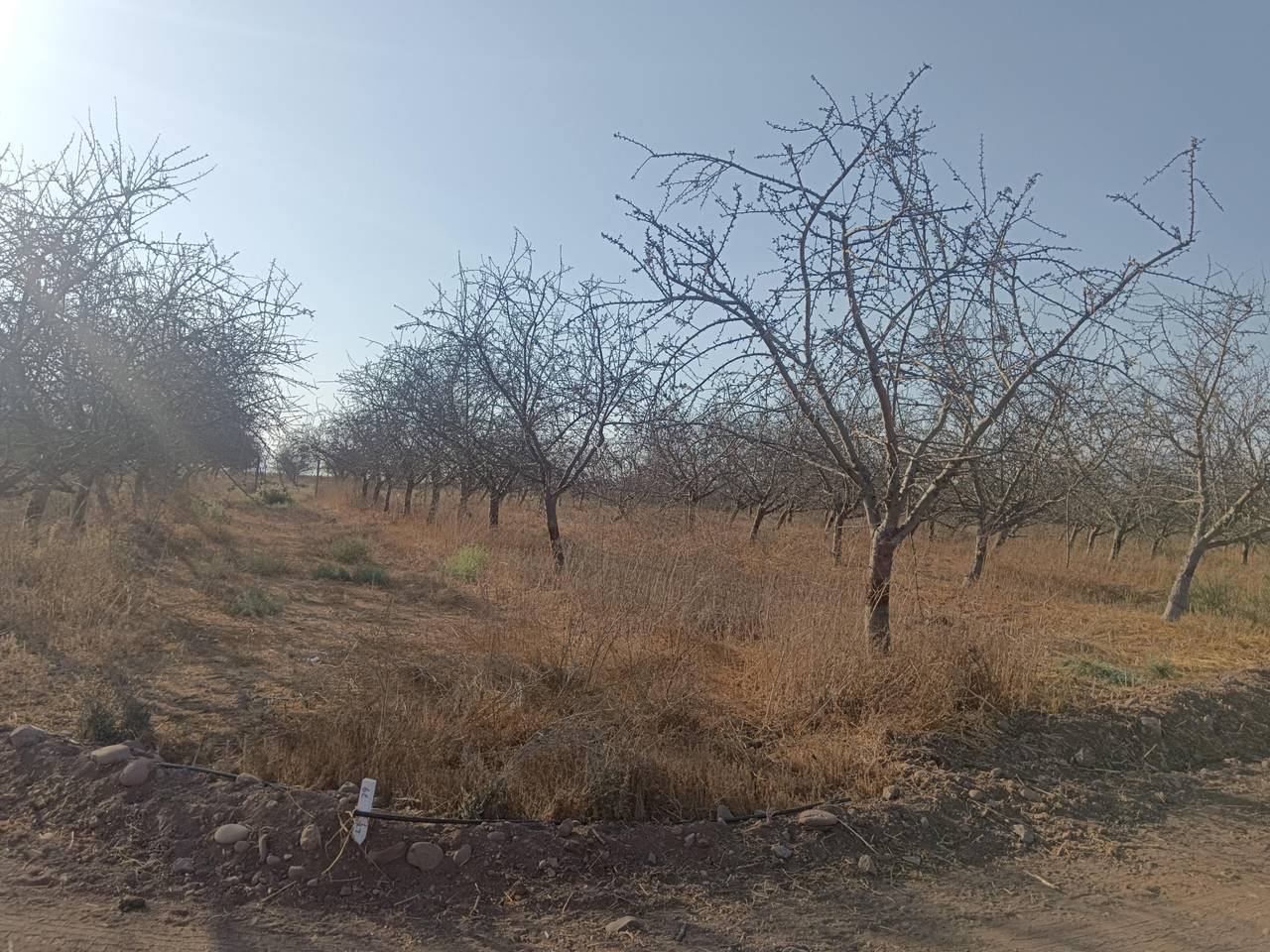 Terreno en venta en Ovalle — foto 5