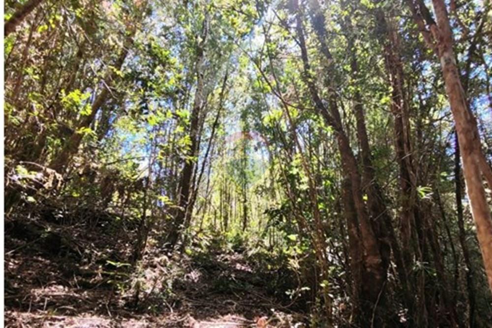 Parcela en venta en Corral — foto 4
