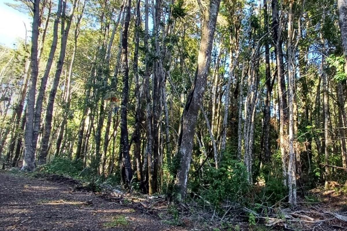 Terreno en venta en Pucón — foto 3