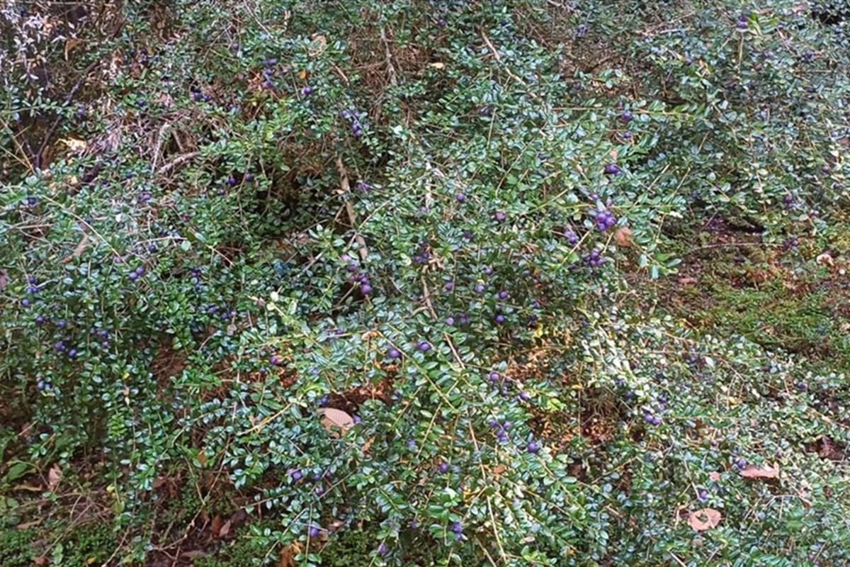 Terreno en venta en Pucón — foto 7