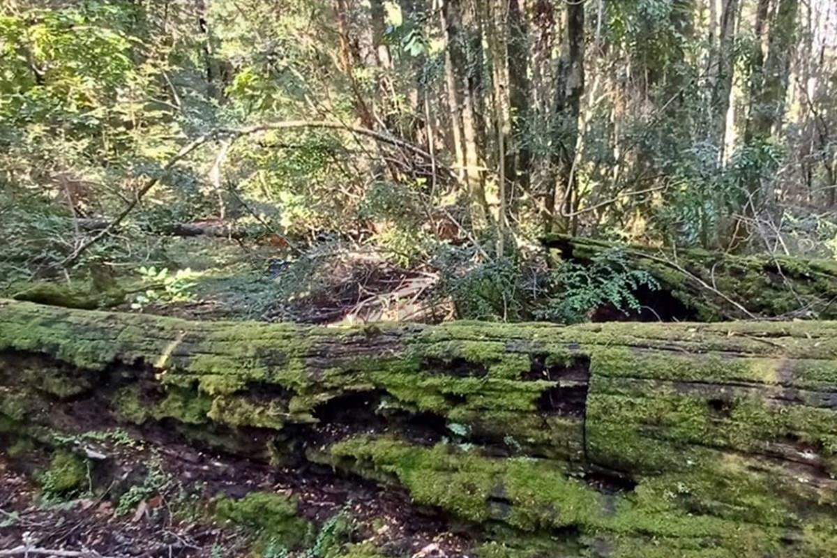 Terreno en venta en Pucón — foto 9