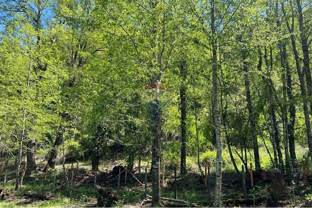 Terreno en venta en Curarrehue — foto 5