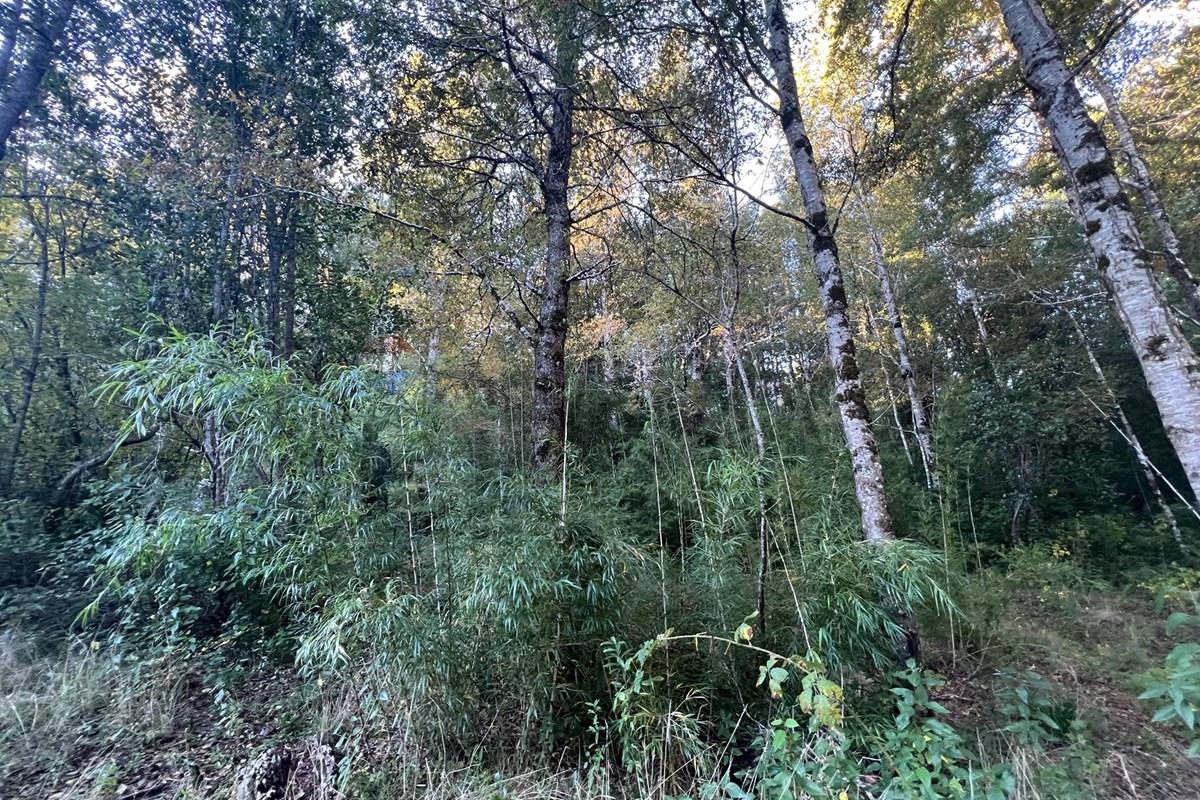 Terreno en venta en Pucón — foto 4
