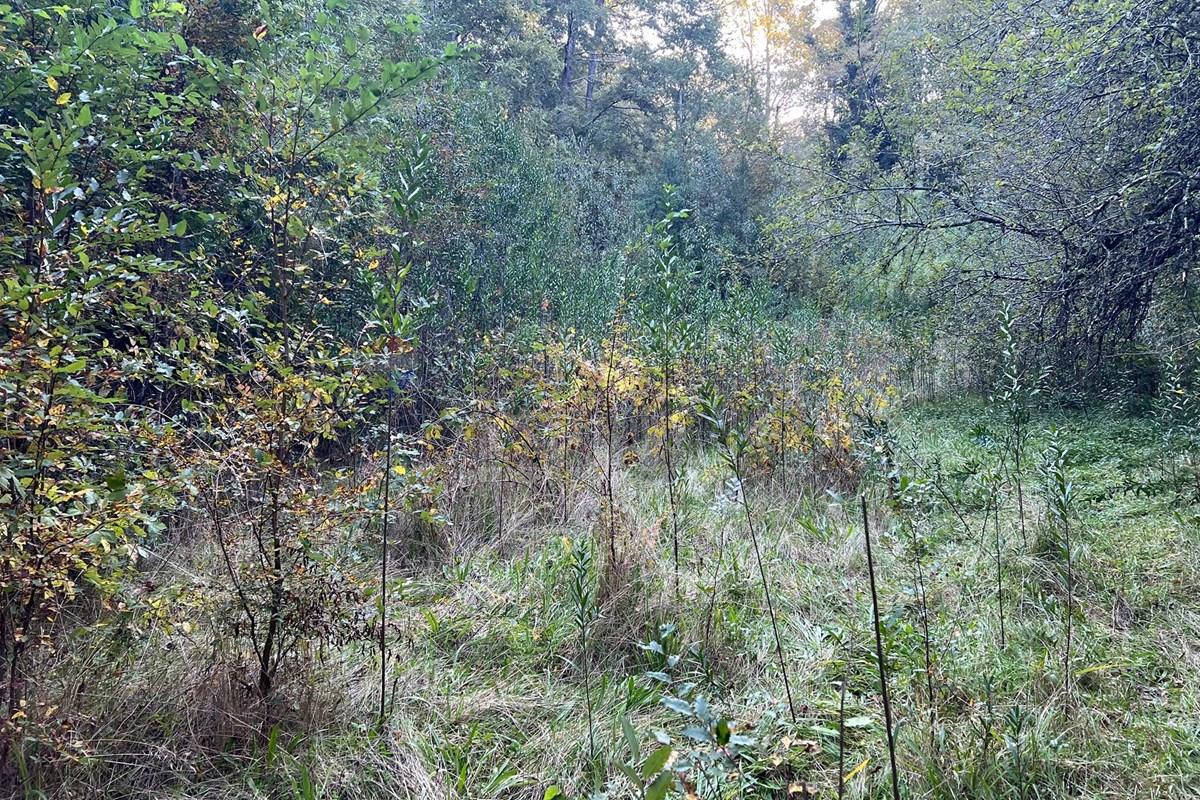 Terreno en venta en Pucón — foto 8