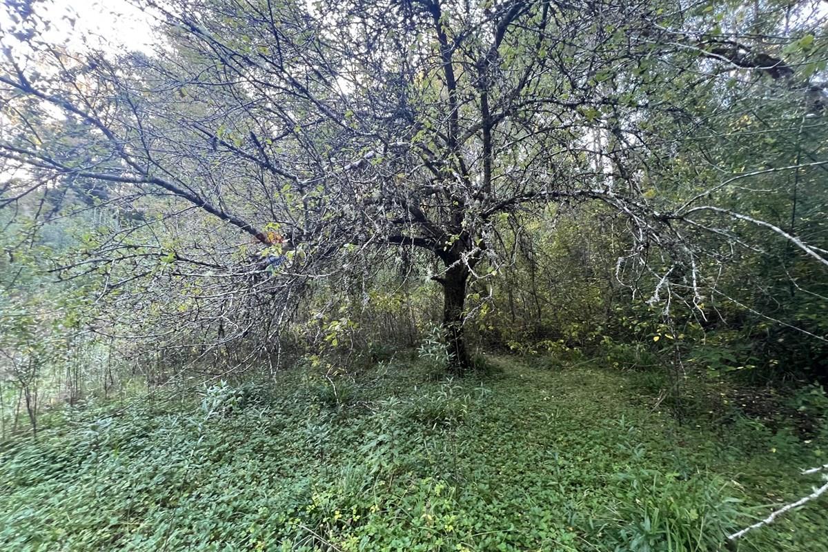 Terreno en venta en Pucón — foto 10