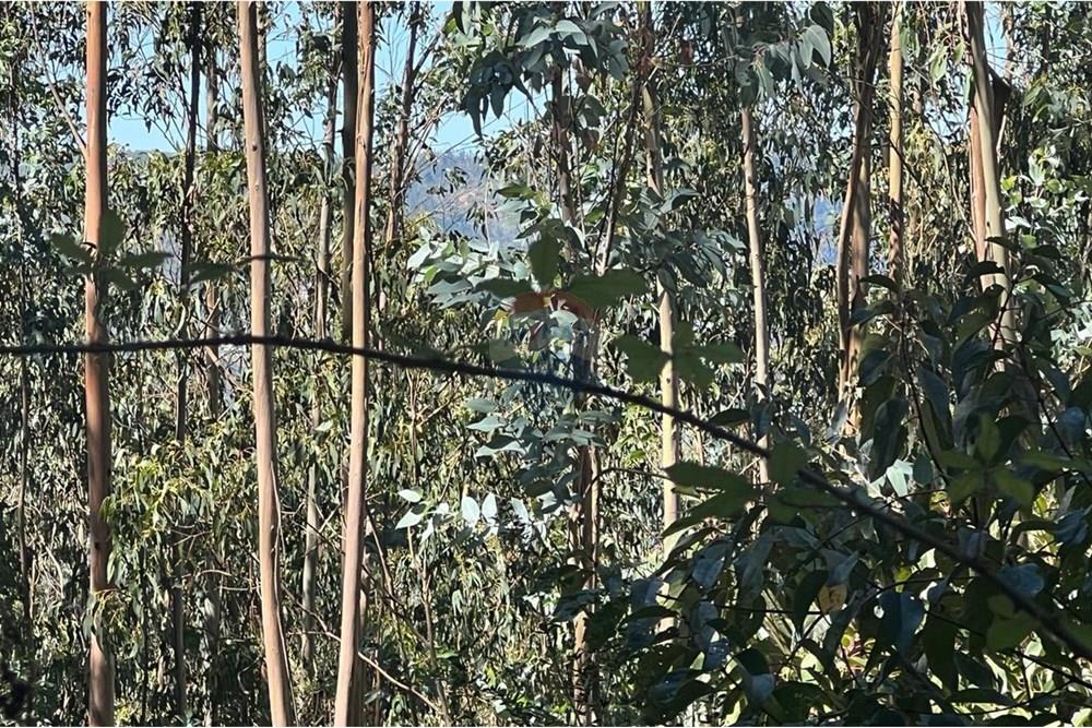 Terreno en venta en San Pedro de la Paz — foto 5