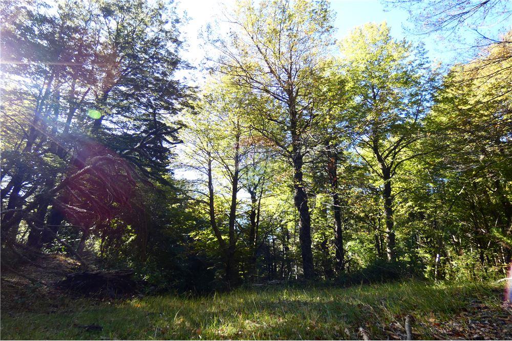 Parcela en venta en Melipeuco — foto 10