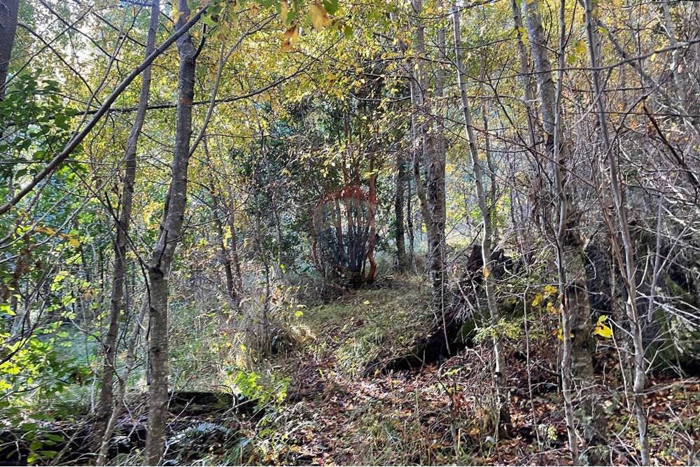 Terreno en venta en Pucón — foto 9