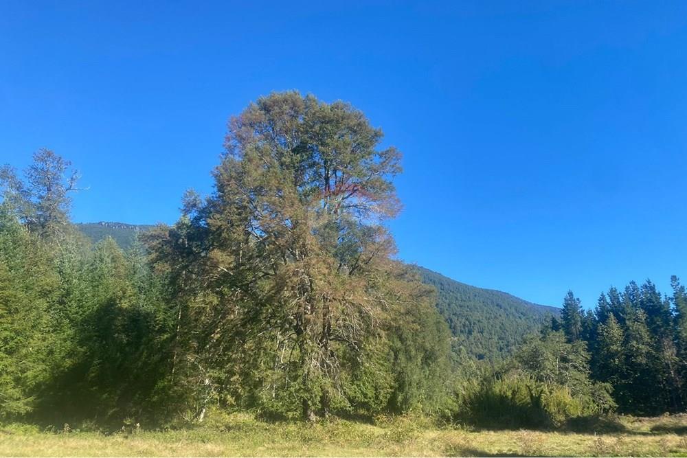 Terreno en venta en Pucón — foto 3