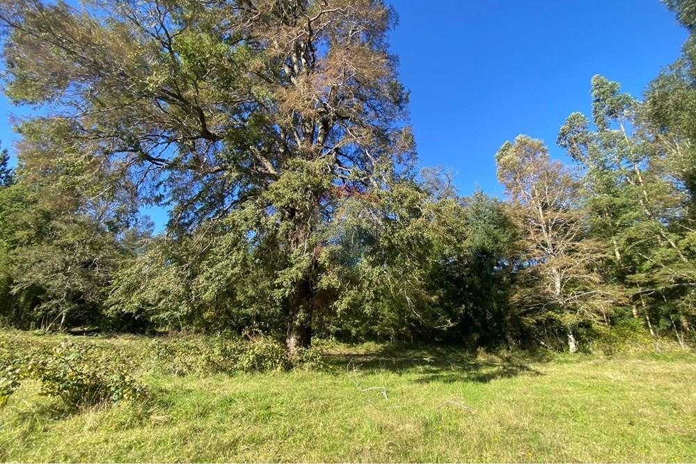 Terreno en venta en Pucón — foto 9