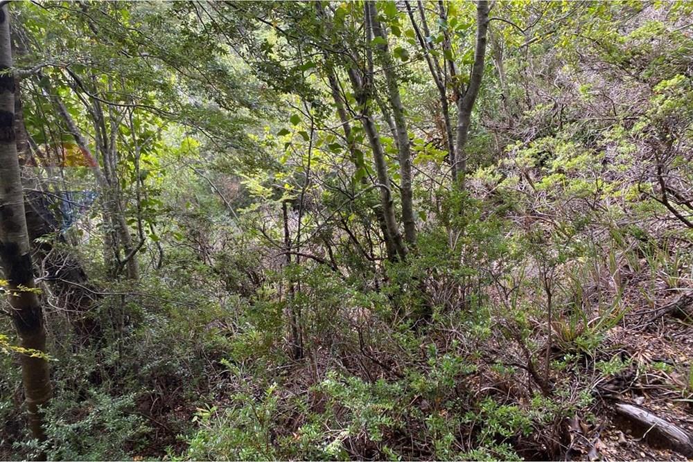 Terreno en venta en Cunco — foto 8