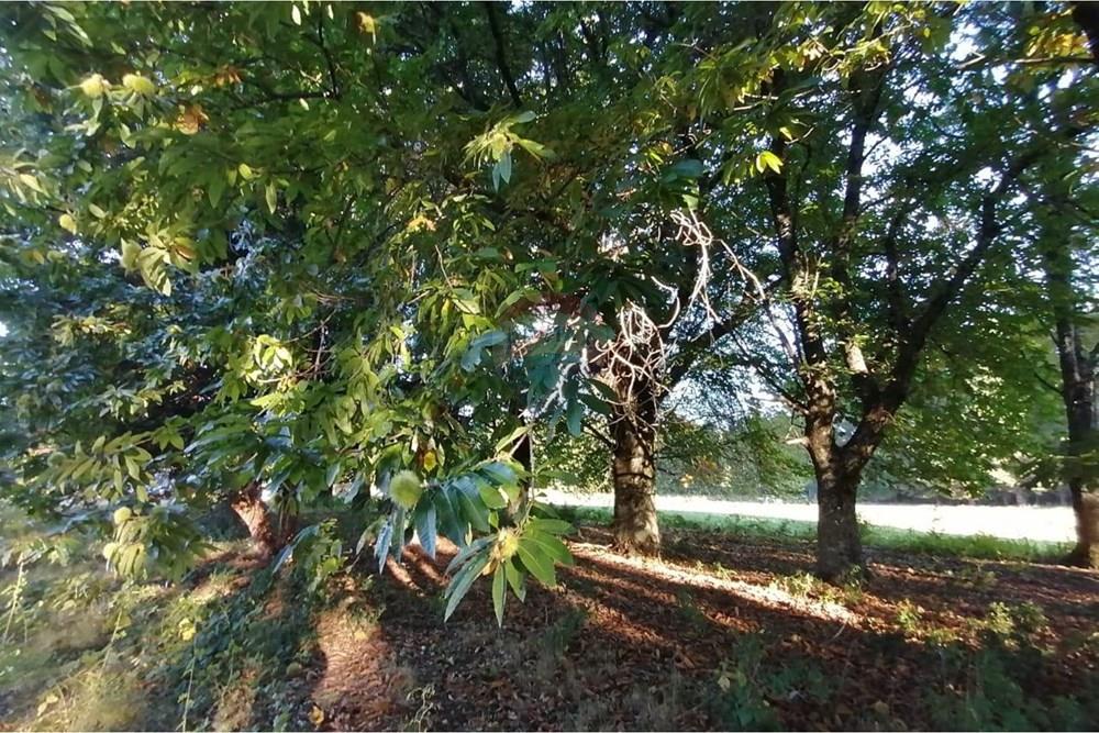 Parcela en venta en Pucón — foto 10