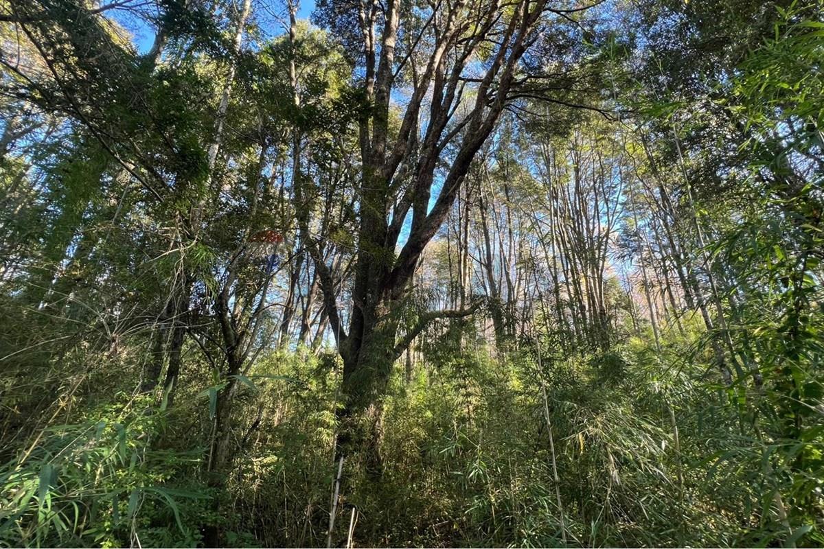 Parcela en venta en Pucón — foto 6