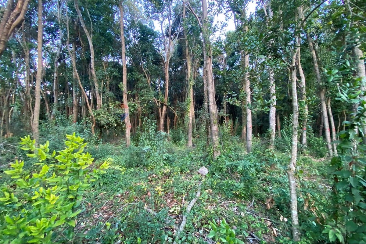 Parcela en venta en Pucón — foto 9