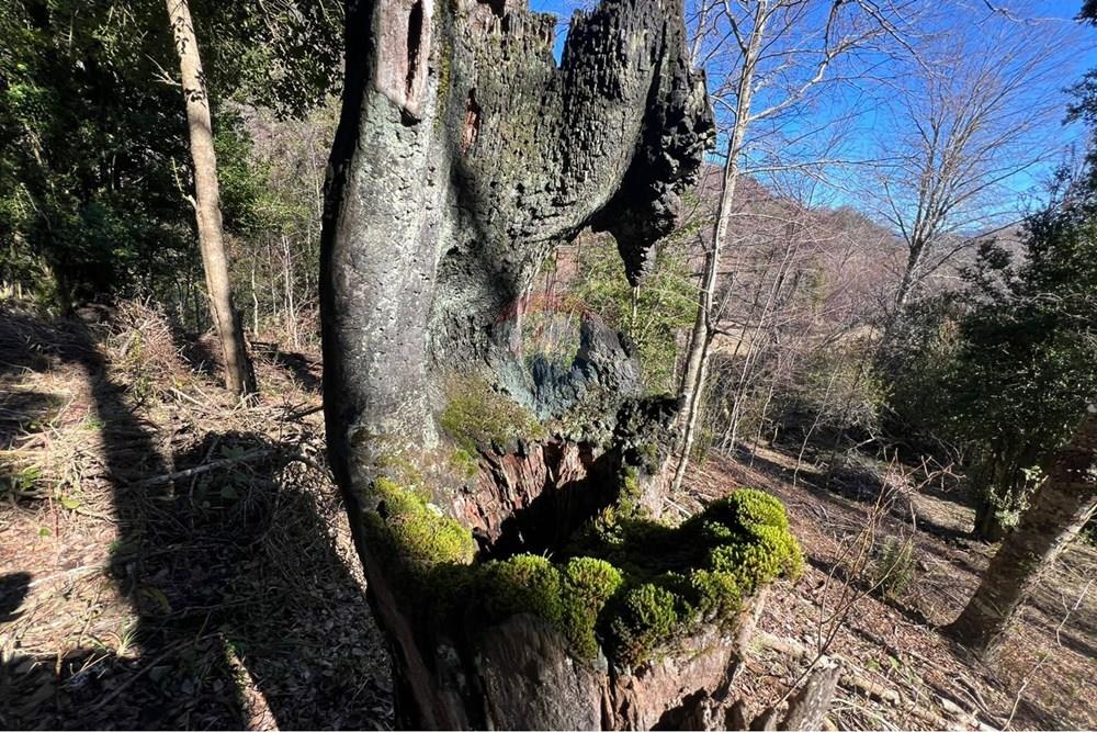 Parcela en venta en Curarrehue — foto 4