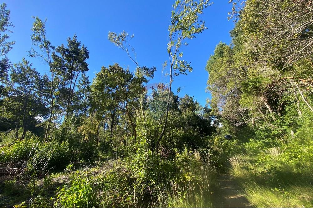 Parcela en venta en Pucón — foto 8