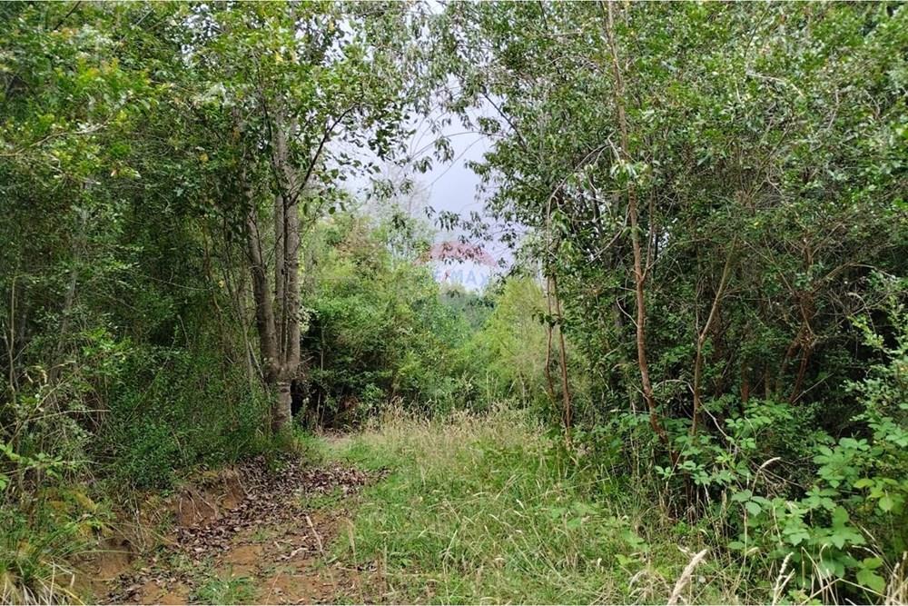 Parcela en venta en Paillaco — foto 3