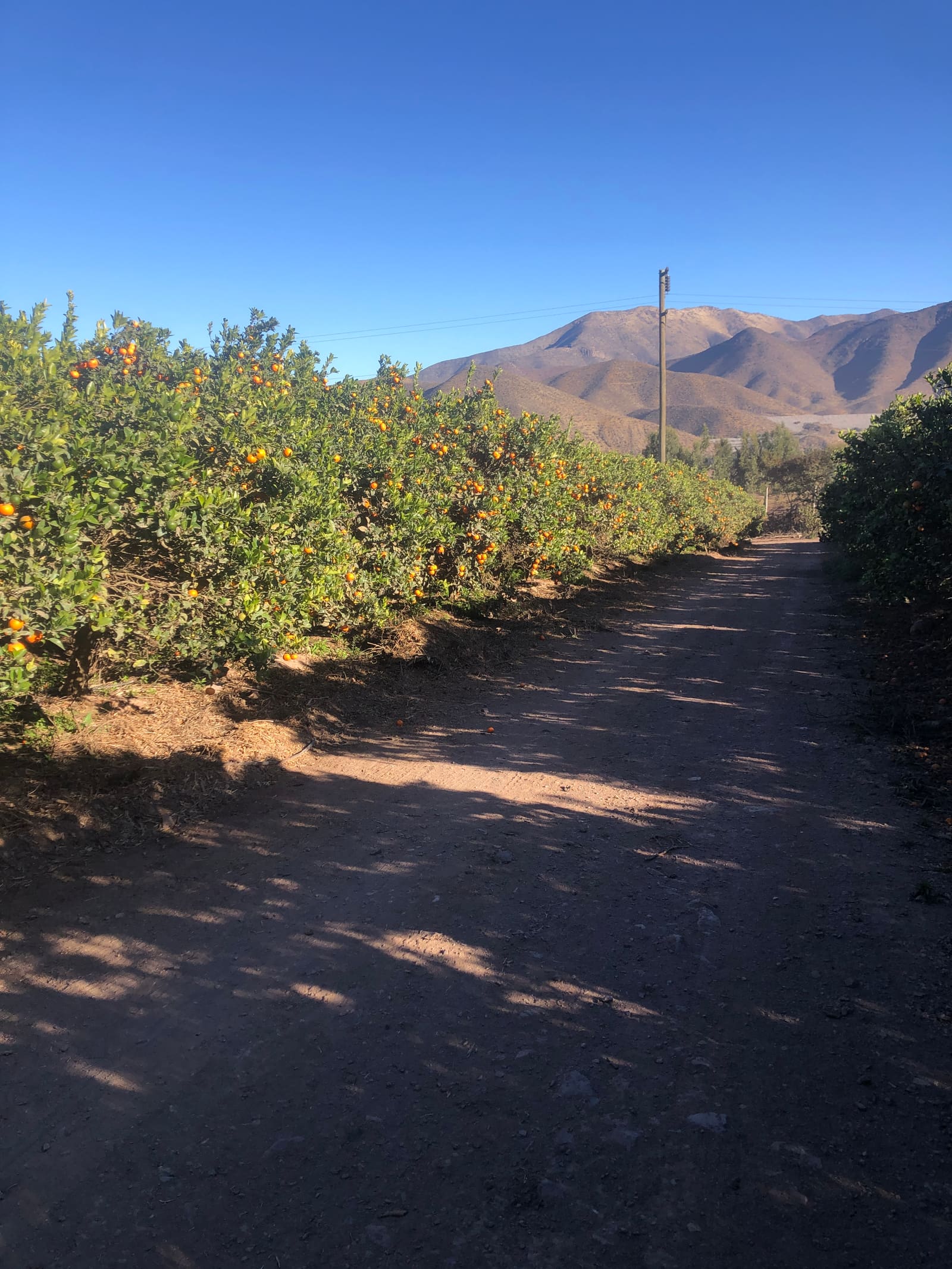 Parcela en venta en Vicuña — foto 8