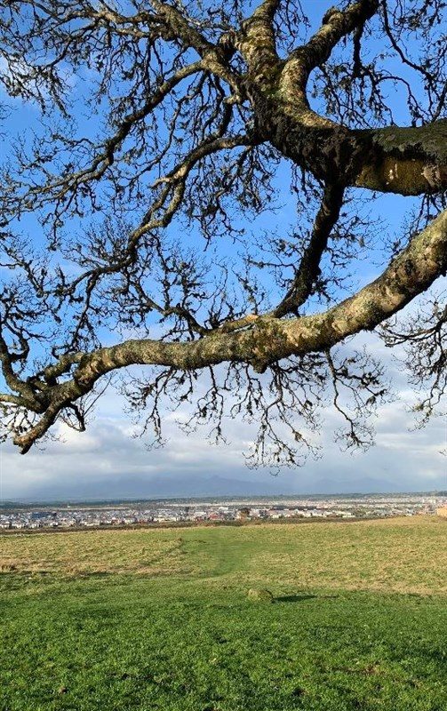 Parcela en venta en Puerto Varas — foto 7