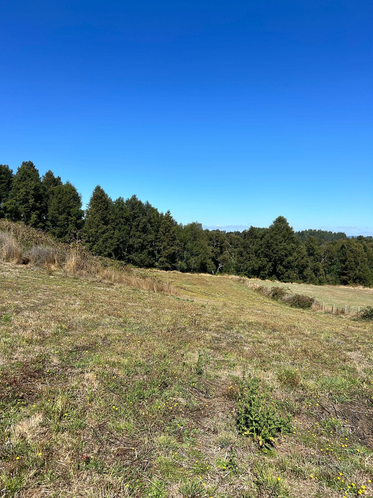 Parcela en venta en Freire — foto 9