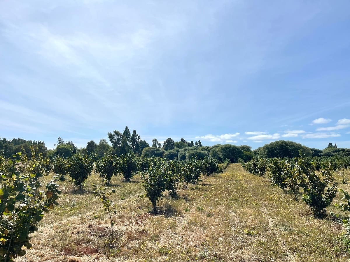 Parcela en venta en Vilcún — foto 10