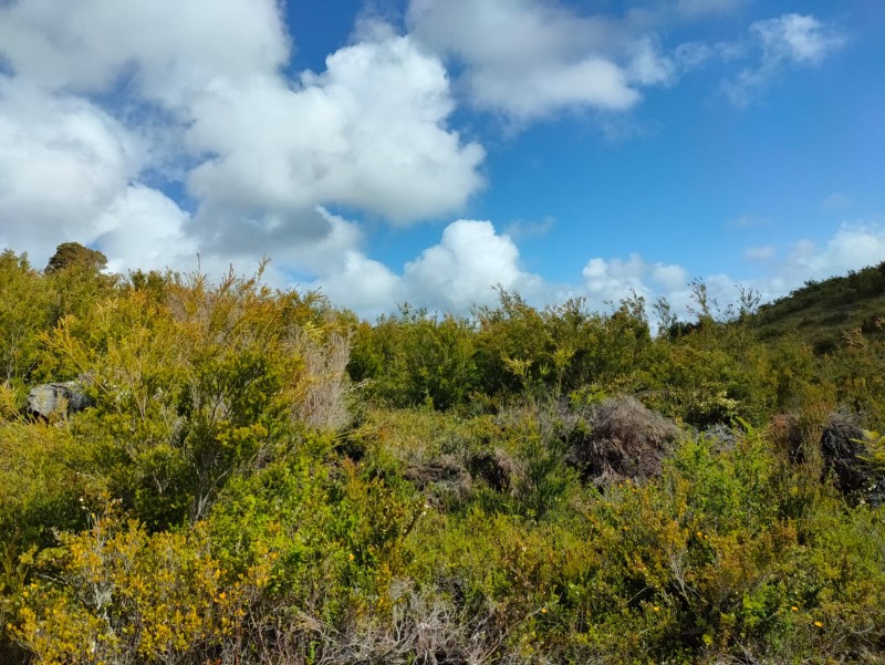 Parcela en venta en Los Muermos — foto 3