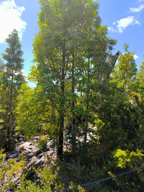 Parcela en venta en Los Muermos — foto 4