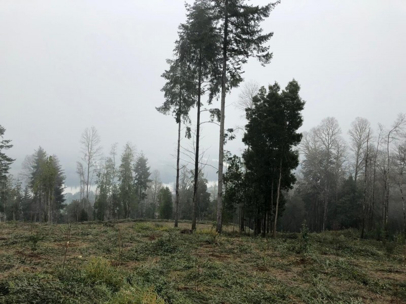Parcela en venta en Valdivia — foto 3