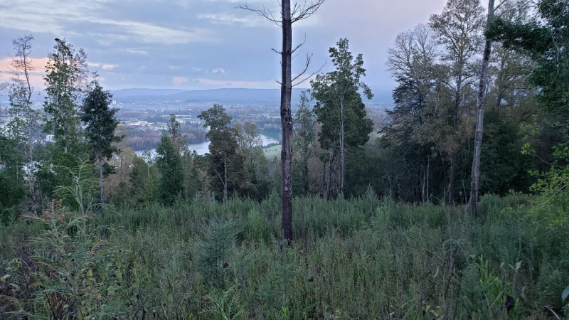 Parcela en venta en Valdivia — foto 8