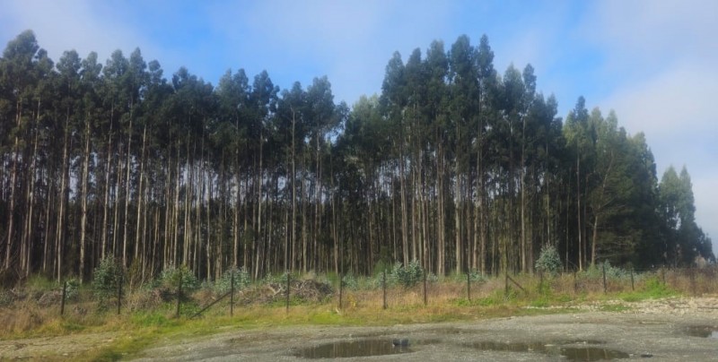 Terreno en arriendo en Valdivia — foto 1