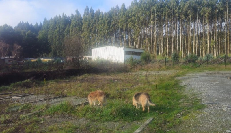 Terreno en arriendo en Valdivia — foto 2