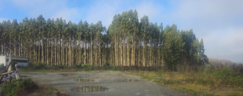 Terreno en arriendo en Valdivia — foto 3