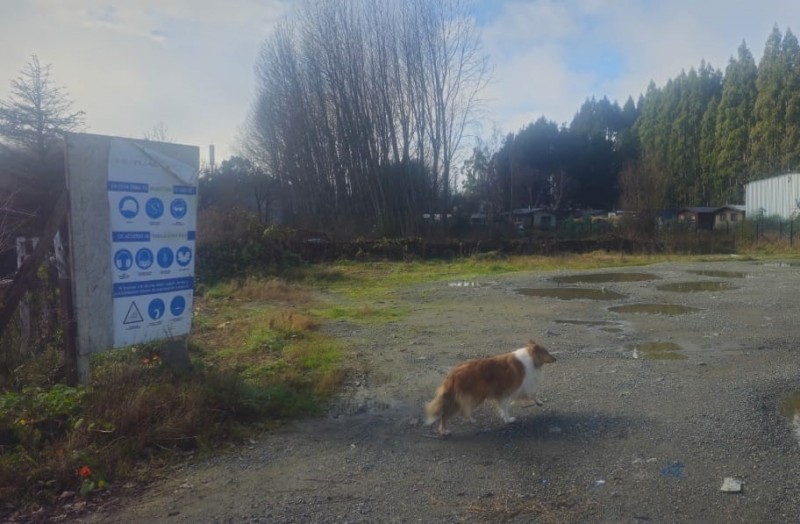 Terreno en arriendo en Valdivia — foto 4