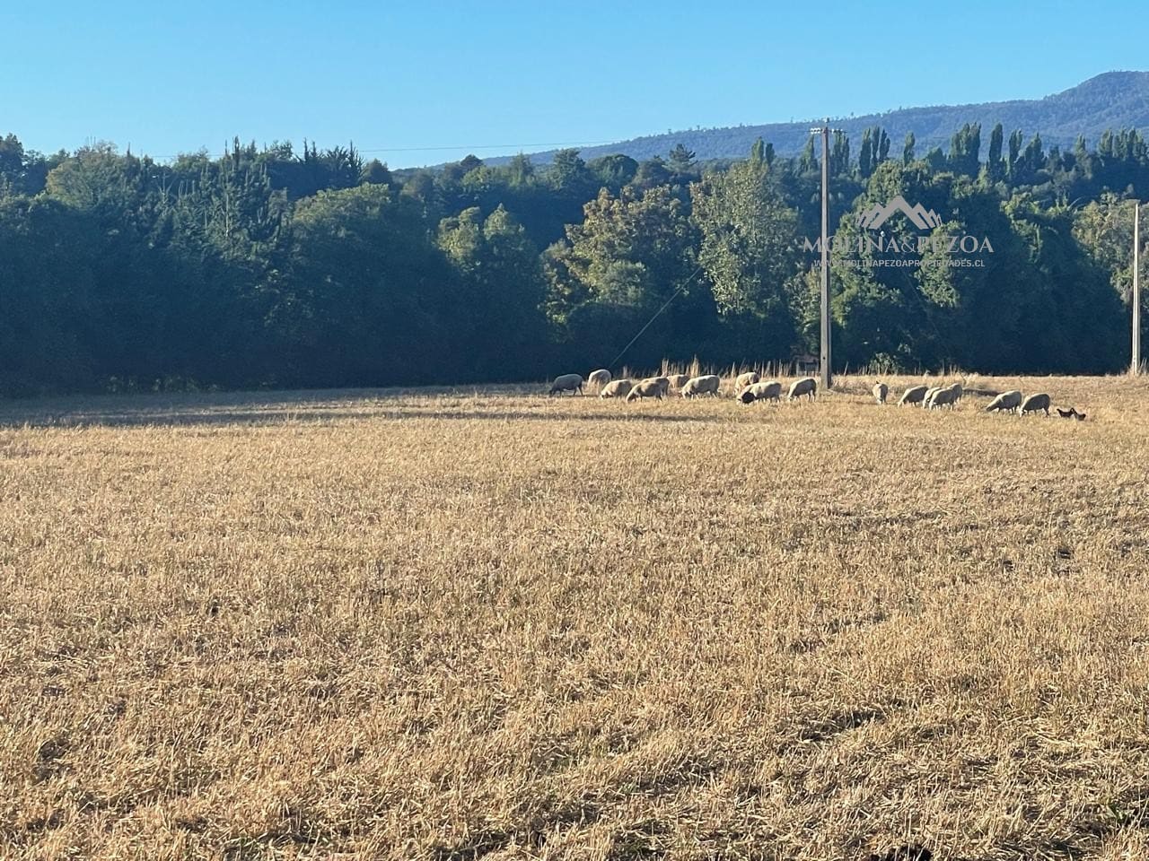 Terreno en venta en Curacautín — foto 10
