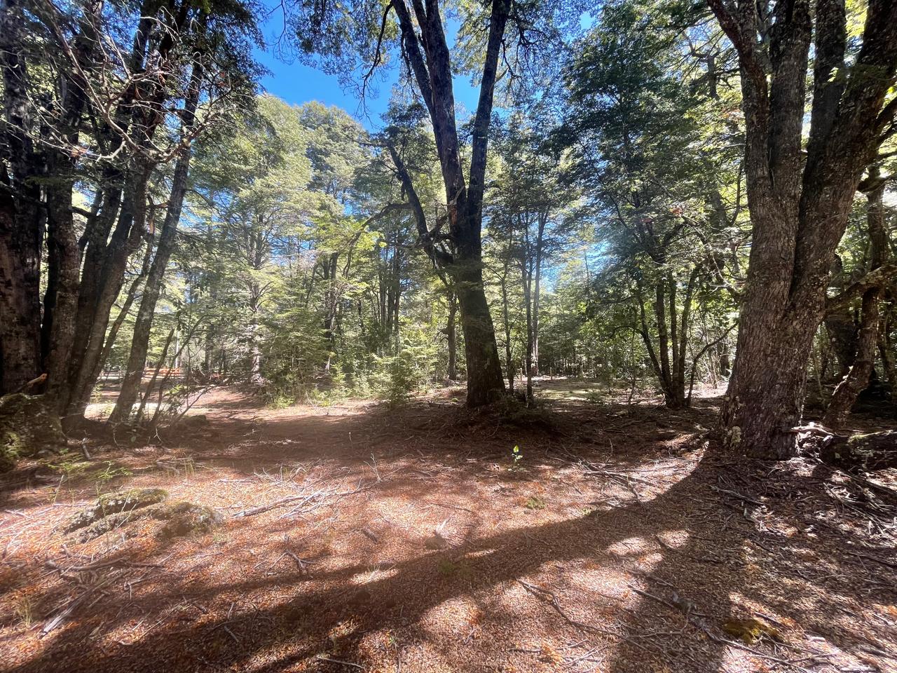 Parcela en venta en Curacautín — foto 5