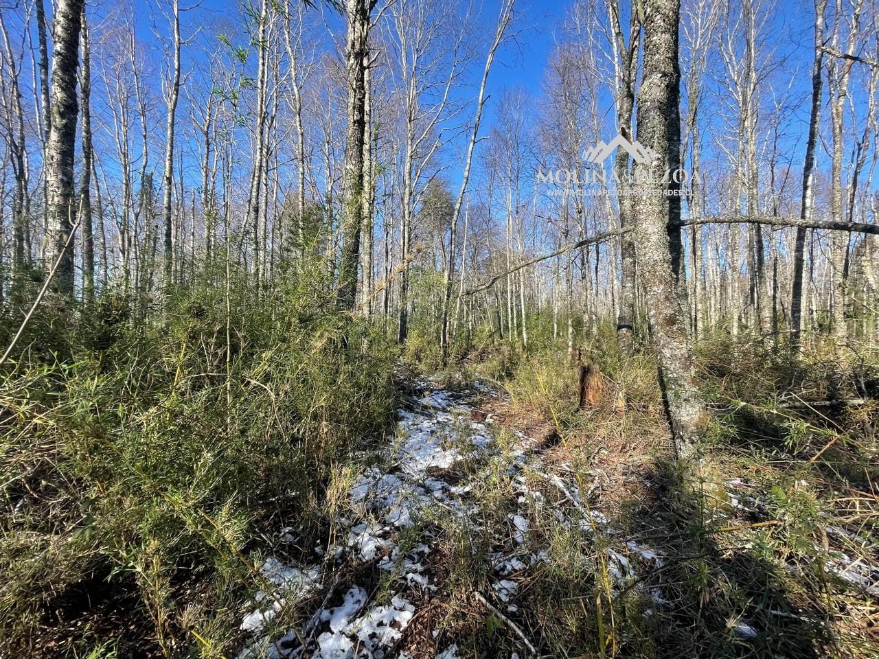 Terreno en venta en Curacautín — foto 5