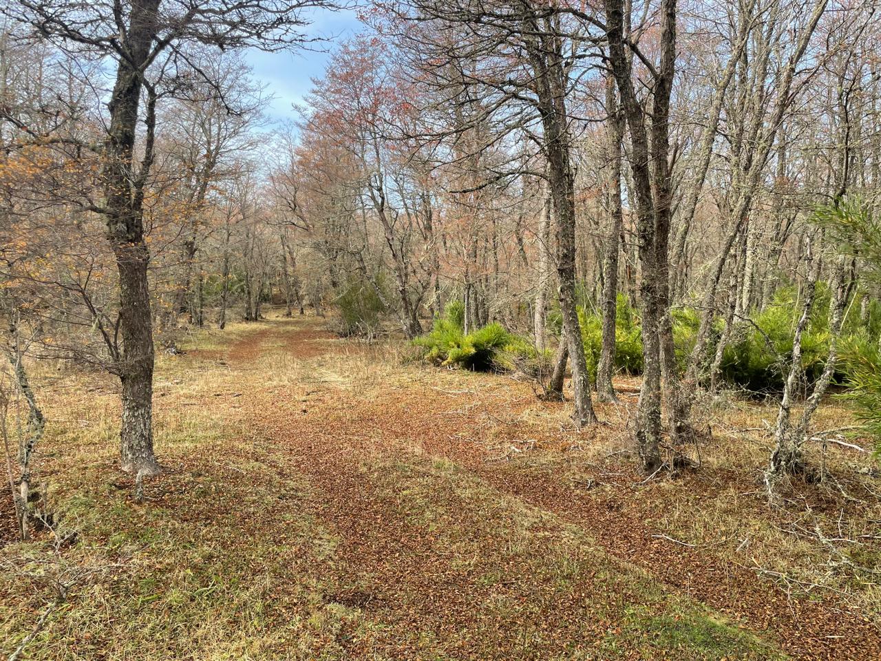 Terreno en venta en Curacautín — foto 2
