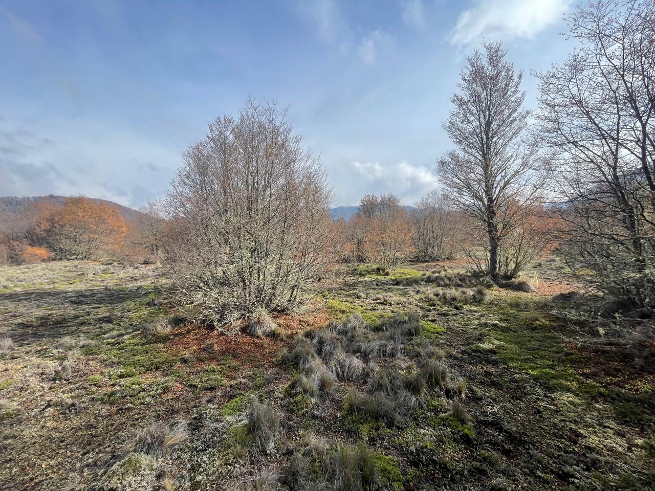 Terreno en venta en Curacautín — foto 3