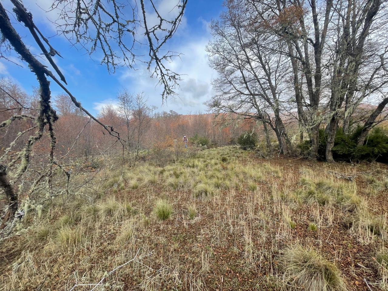 Terreno en venta en Curacautín — foto 4
