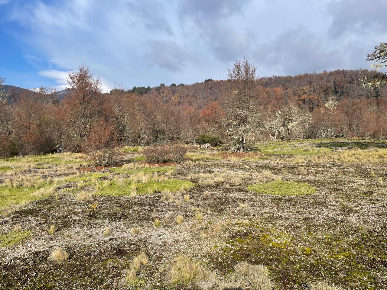 Terreno en venta en Curacautín — foto 9