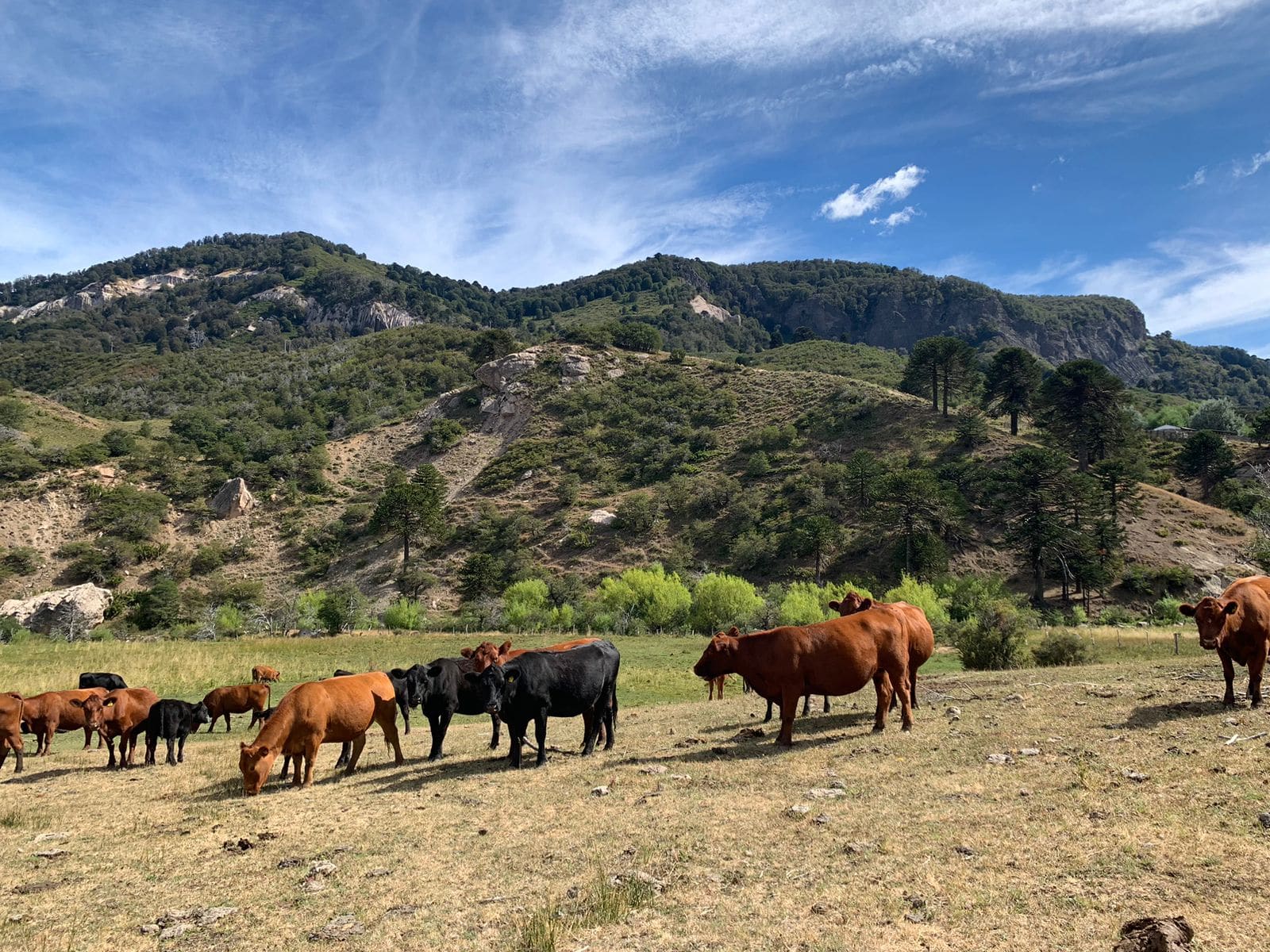 Terreno en venta en Lonquimay — foto 1